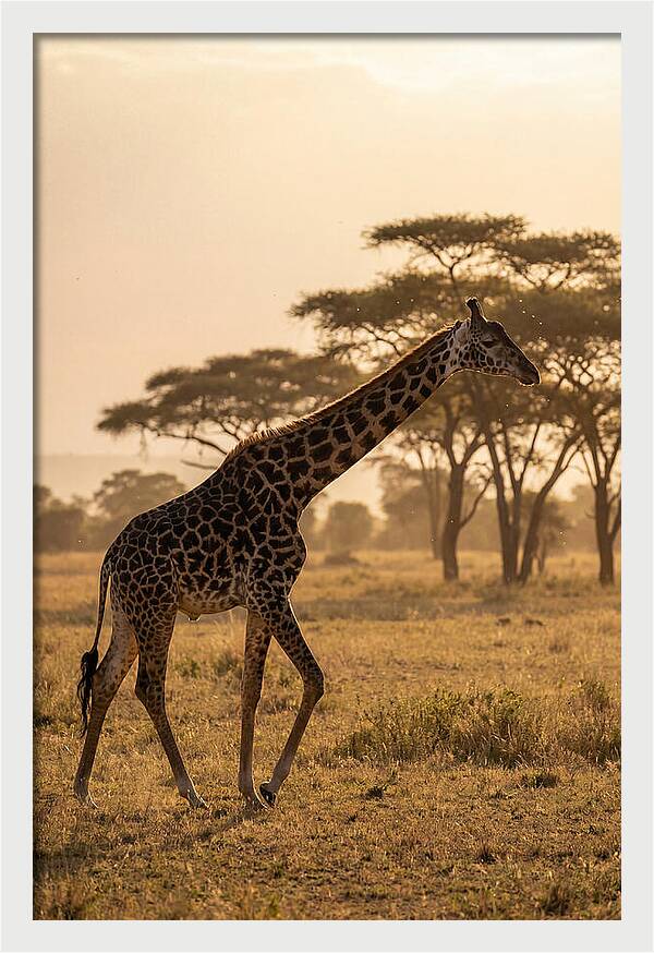 African Giraffe Walking Through Savanna