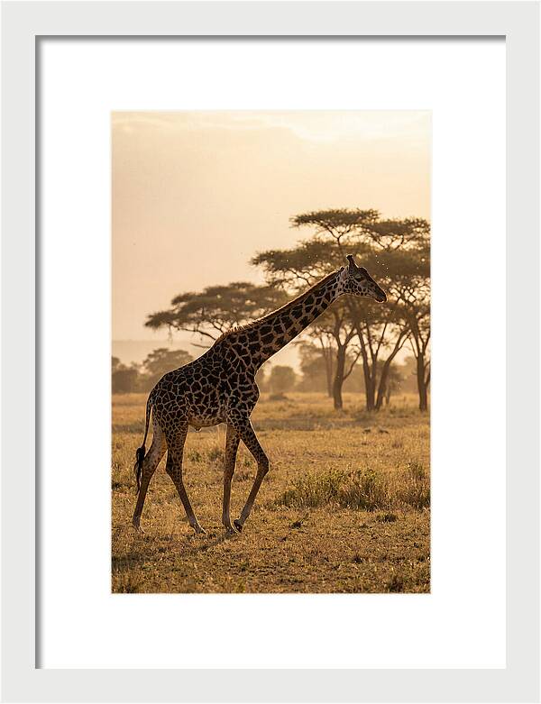 African Giraffe Walking Through Savanna