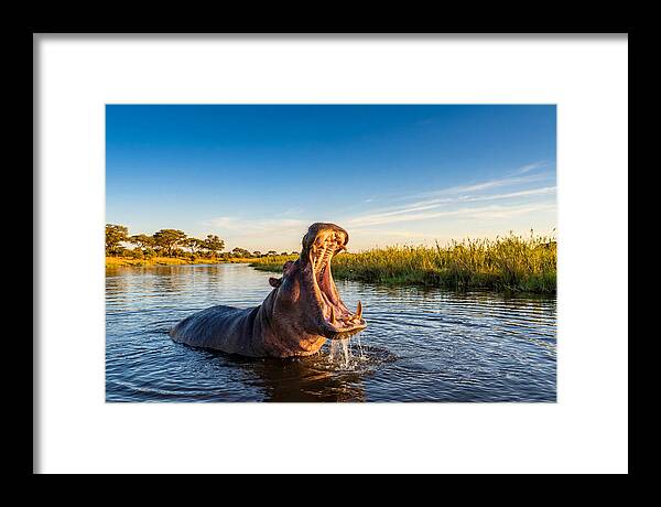 African Hippo Displaying Threat