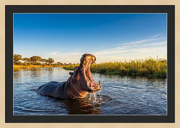 African Hippo Displaying Threat
