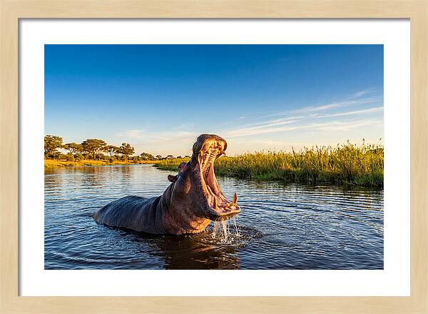 African Hippo Displaying Threat