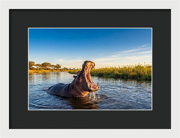 African Hippo Displaying Threat