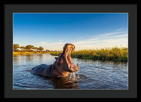 African Hippo Displaying Threat