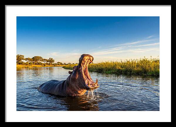 African Hippo Displaying Threat