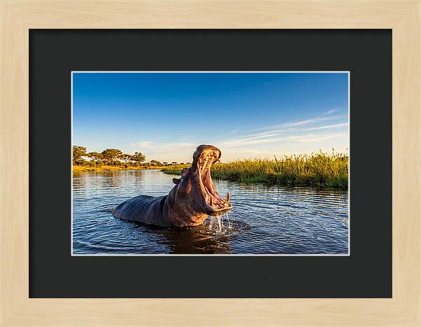 African Hippo Displaying Threat