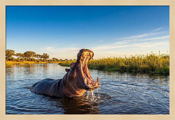 African Hippo Displaying Threat