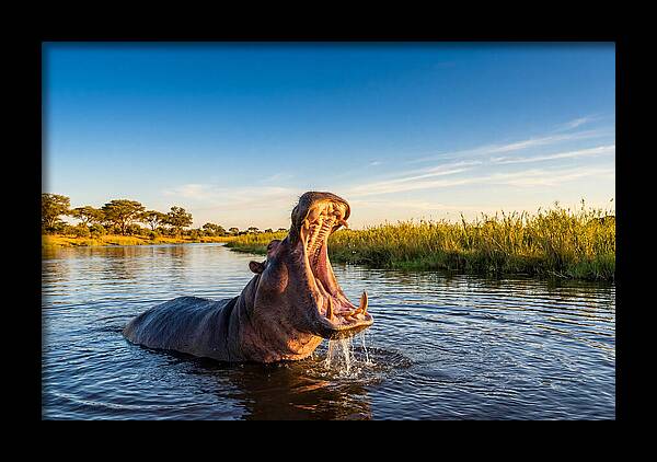 African Hippo Displaying Threat