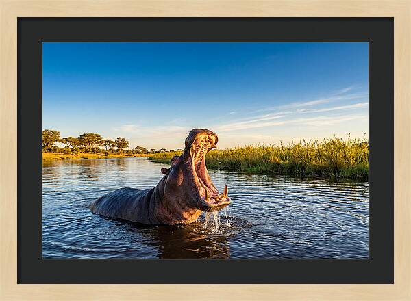 African Hippo Displaying Threat