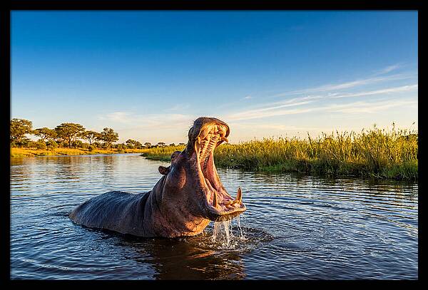 African Hippo Displaying Threat