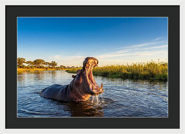 African Hippo Displaying Threat
