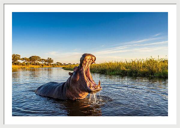 African Hippo Displaying Threat