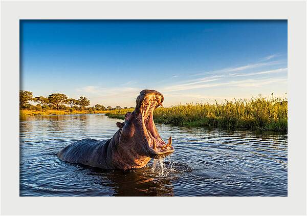 African Hippo Displaying Threat