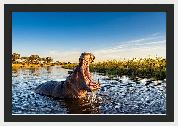 African Hippo Displaying Threat