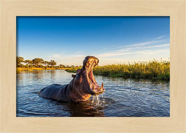 African Hippo Displaying Threat