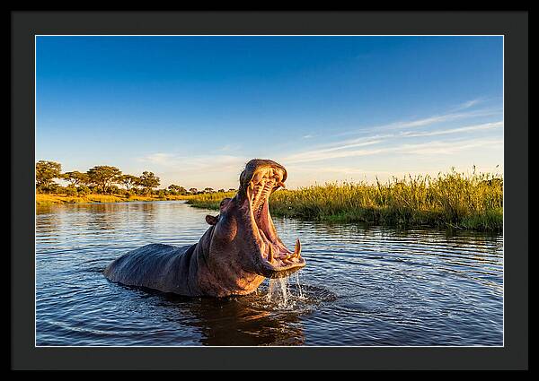 African Hippo Displaying Threat