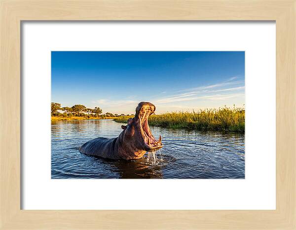 African Hippo Displaying Threat