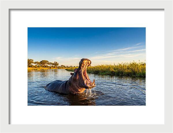 African Hippo Displaying Threat