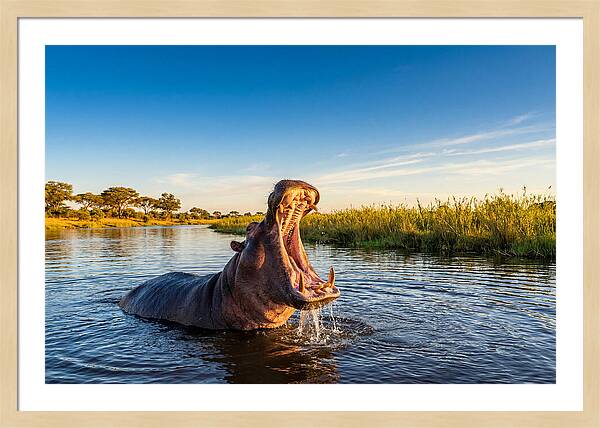 African Hippo Displaying Threat