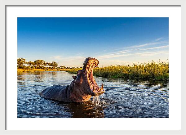 African Hippo Displaying Threat