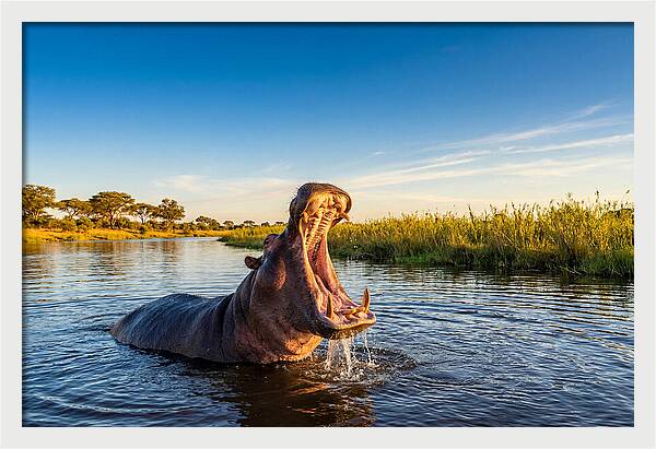 African Hippo Displaying Threat