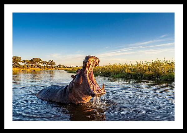 African Hippo Displaying Threat