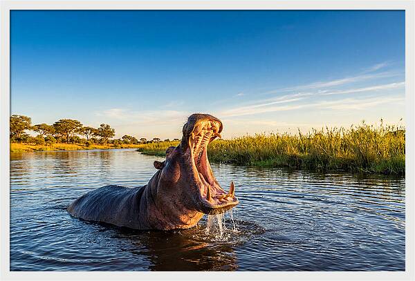 African Hippo Displaying Threat
