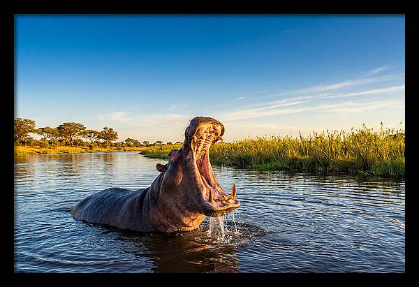 African Hippo Displaying Threat