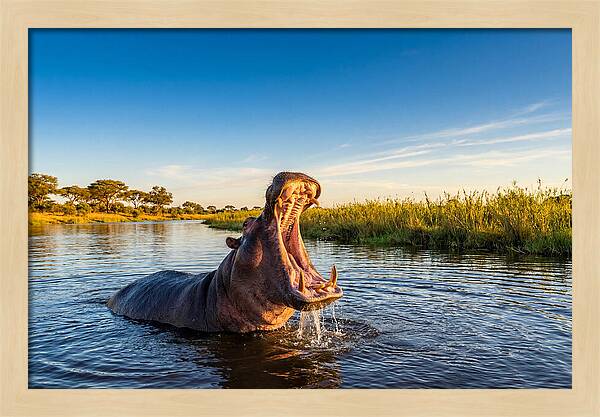 African Hippo Displaying Threat