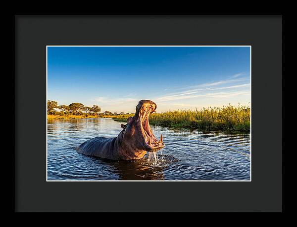 African Hippo Displaying Threat
