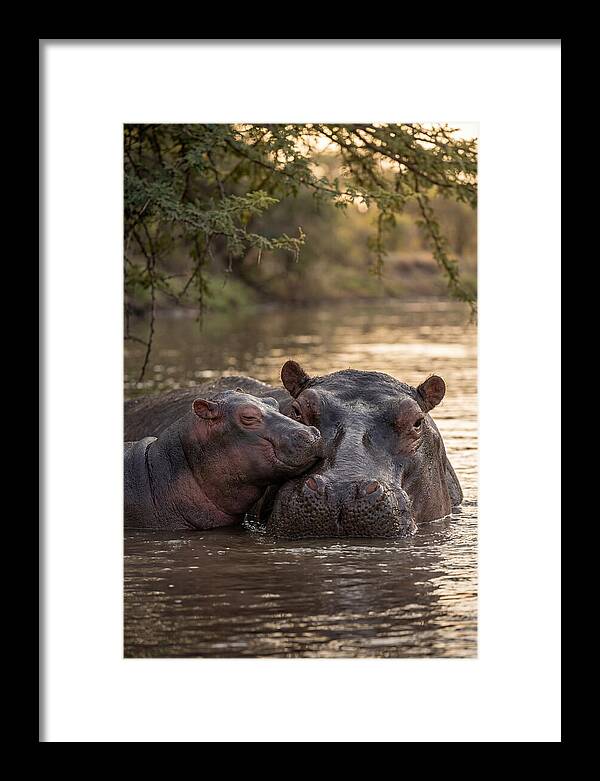 African Hippo Family Bonding