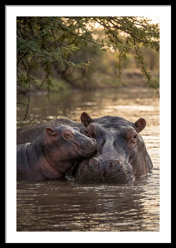 African Hippo Family Bonding