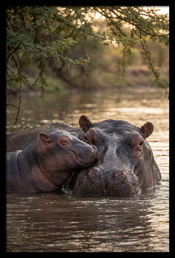 African Hippo Family Bonding