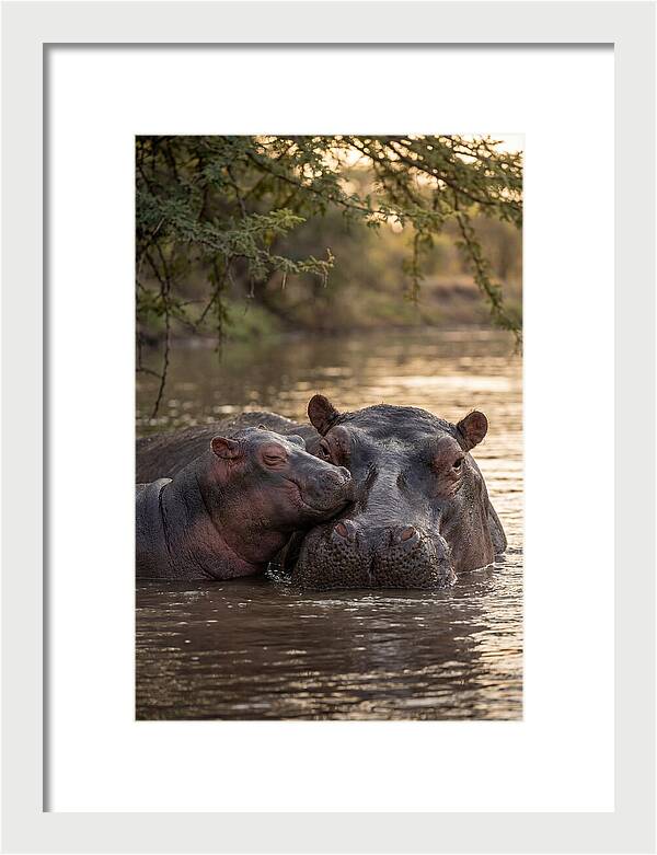 African Hippo Family Bonding