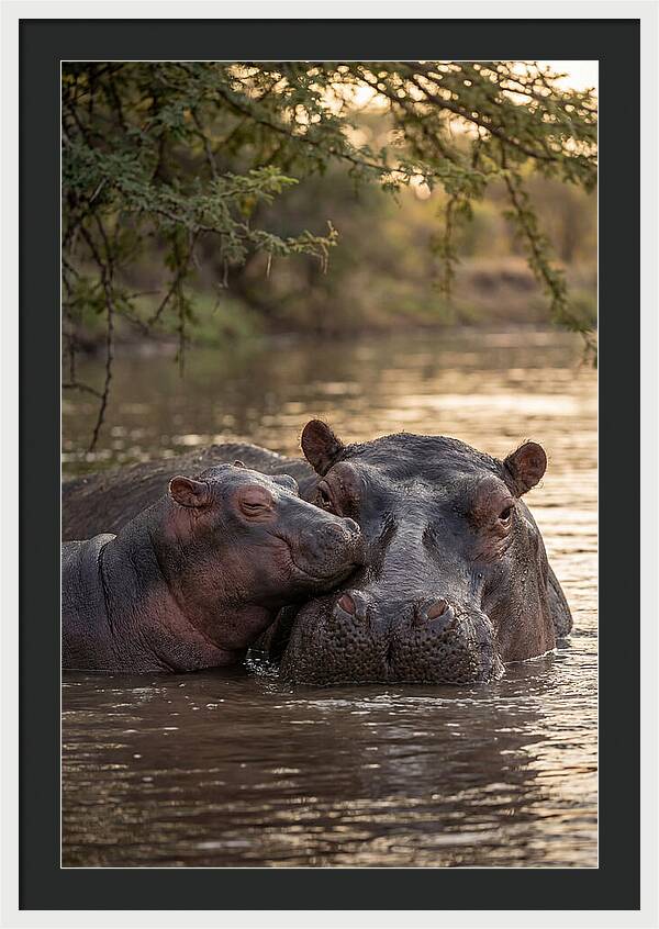 African Hippo Family Bonding