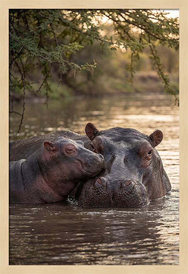 African Hippo Family Bonding