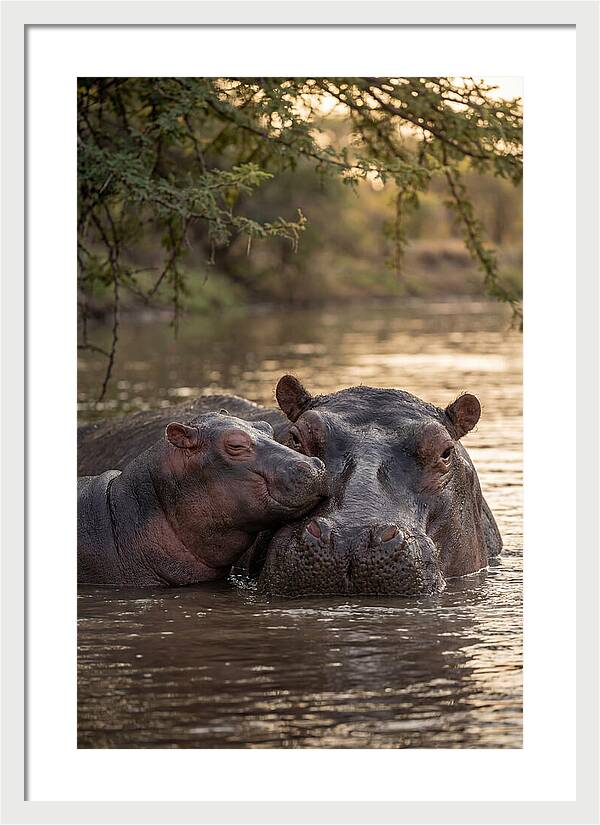 African Hippo Family Bonding