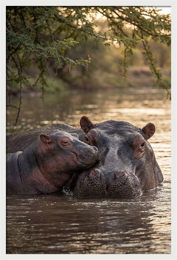 African Hippo Family Bonding