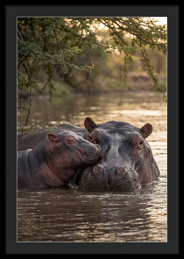 African Hippo Family Bonding