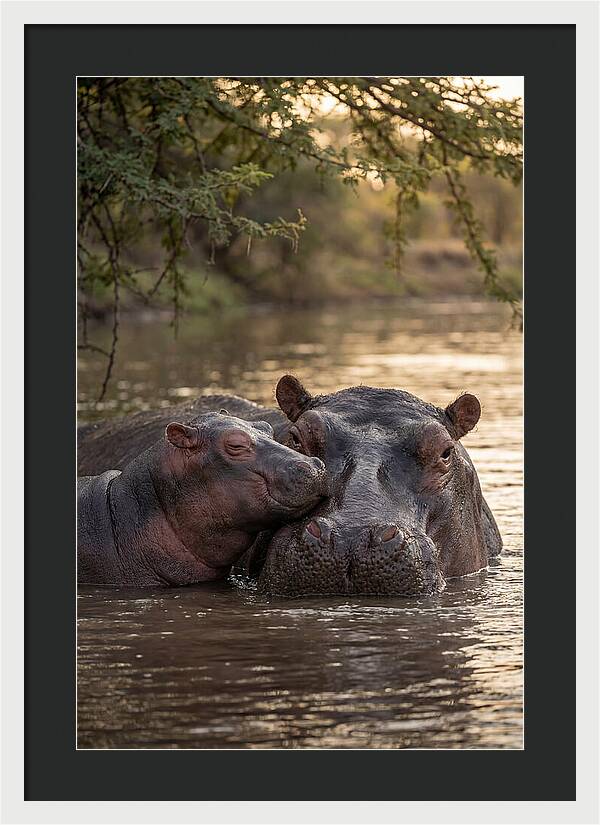 African Hippo Family Bonding