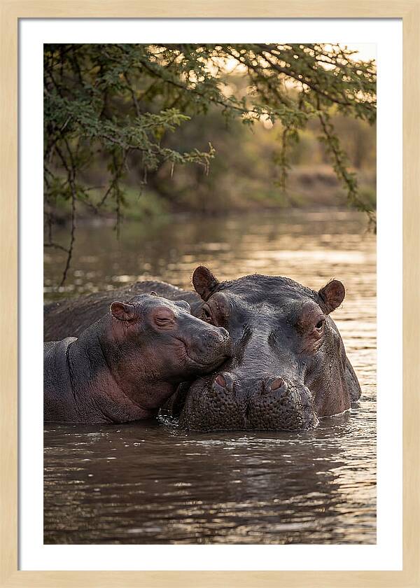 African Hippo Family Bonding