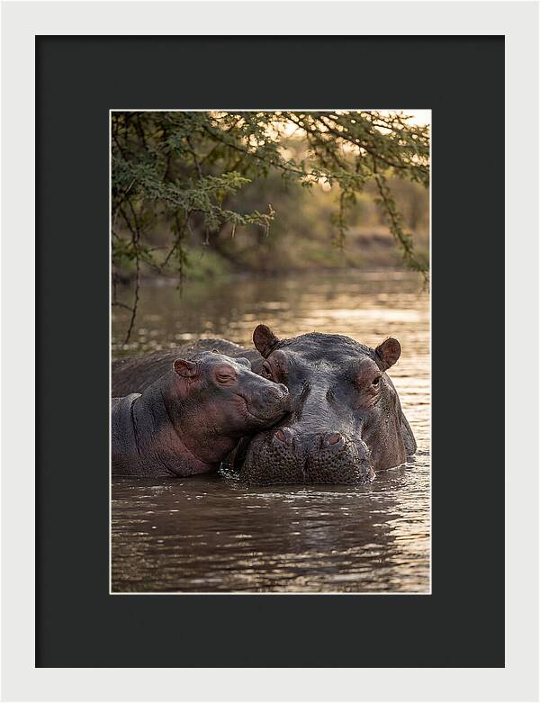 African Hippo Family Bonding