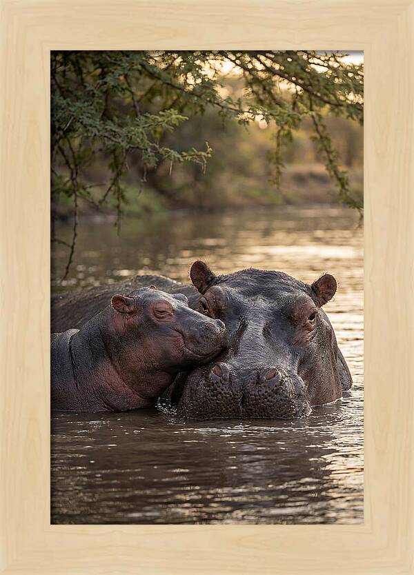 African Hippo Family Bonding