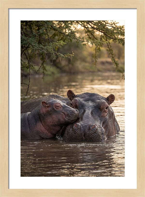 African Hippo Family Bonding