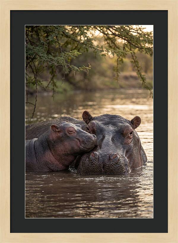African Hippo Family Bonding