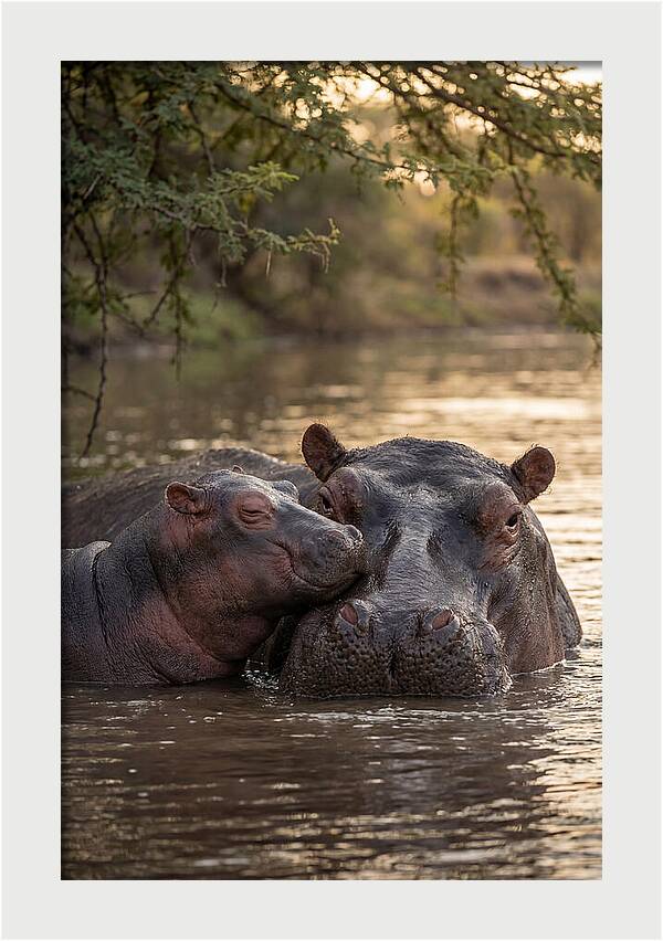 African Hippo Family Bonding