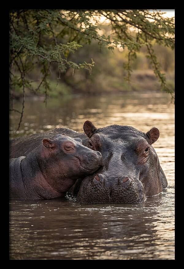 African Hippo Family Bonding