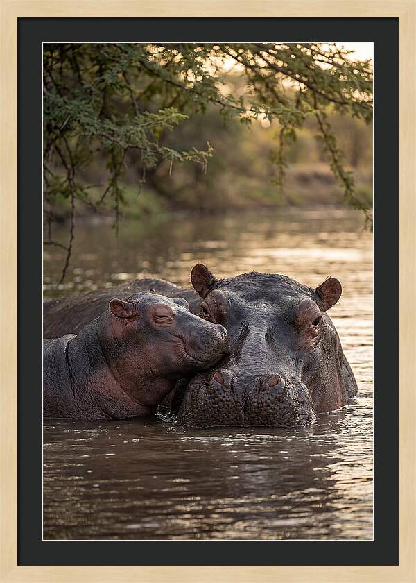 African Hippo Family Bonding