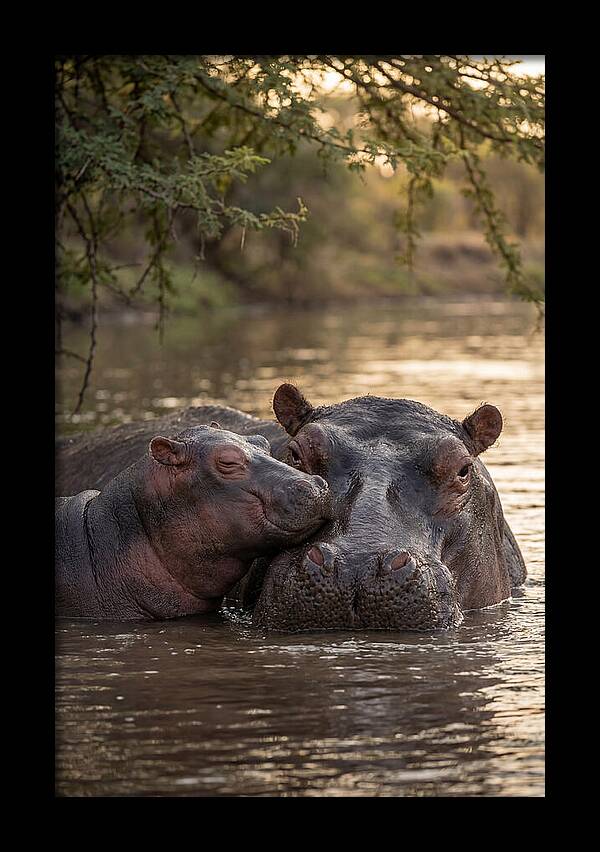 African Hippo Family Bonding