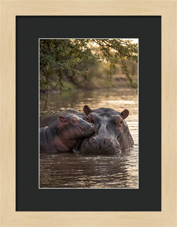 African Hippo Family Bonding