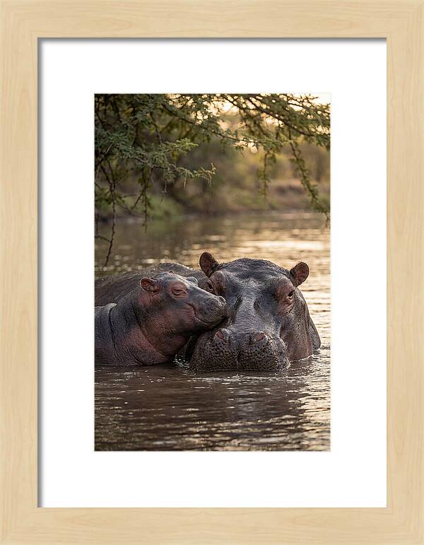 African Hippo Family Bonding